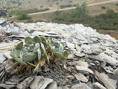 Physaria bellii, photograph (c) Rajan Rao, some rights reserved (CC BY)