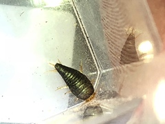 Nicoletiidae