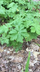 Geranium macrorrhizum