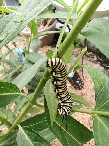 Monarch