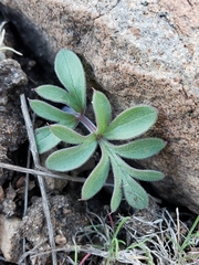 Hydrophyllum capitatum