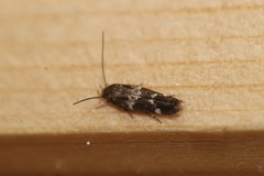 Mompha subbistrigella