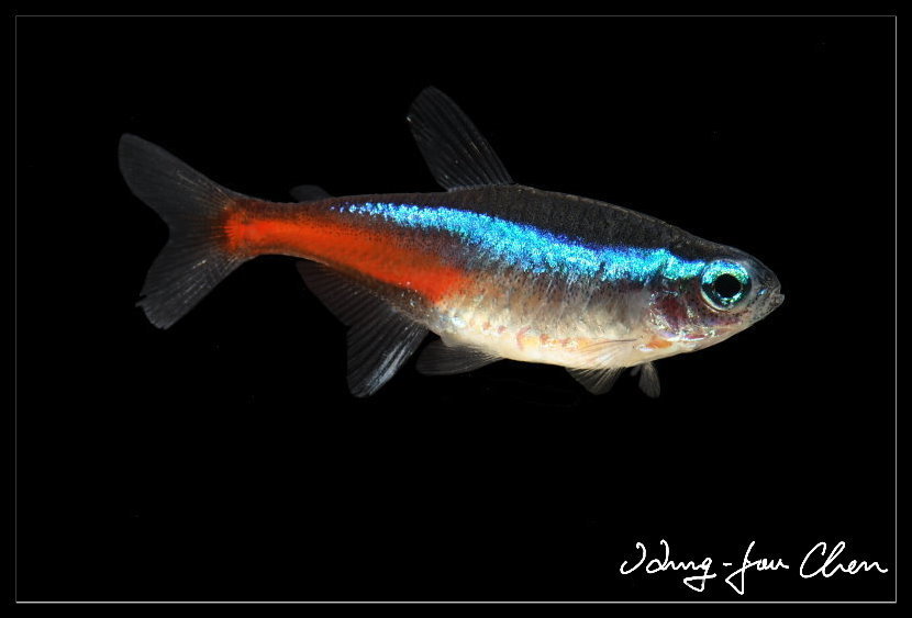 Neon Tetra