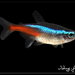 Neon Tetra - Photo (c) Blair Chen, some rights reserved (CC BY-NC-SA)