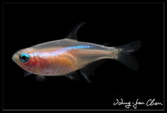 Neon Tetra photo 2