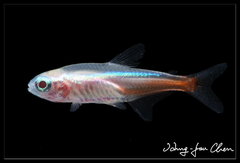 Neon Tetra photo 3