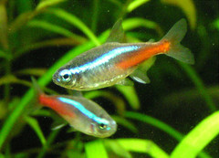 Neon Tetra photo 4