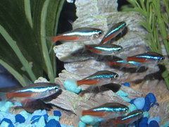 Neon Tetra photo 5