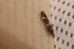 Mompha subbistrigella