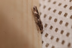 Mompha subbistrigella