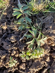 Hydrophyllum capitatum