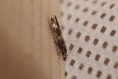 Mompha subbistrigella