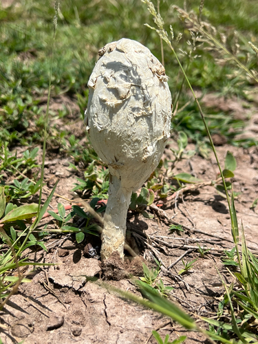Desert Shaggymane