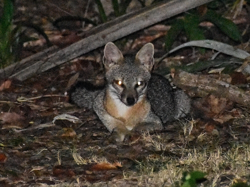 Gray Fox