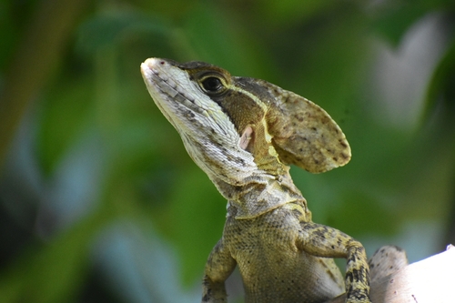 Brown Basilisk