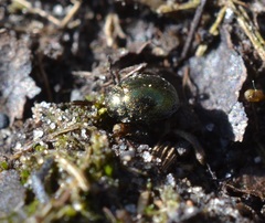 Lamprobyrrhulus nitidus