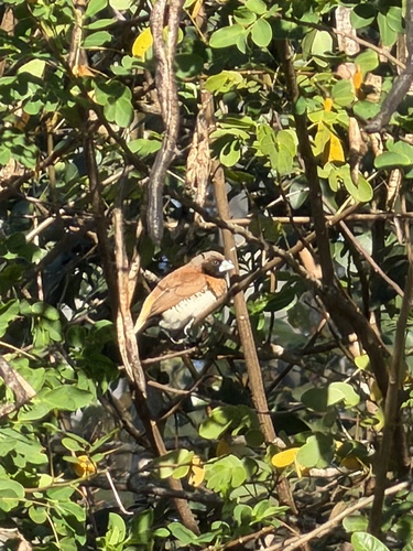 Chestnut-breasted Munia