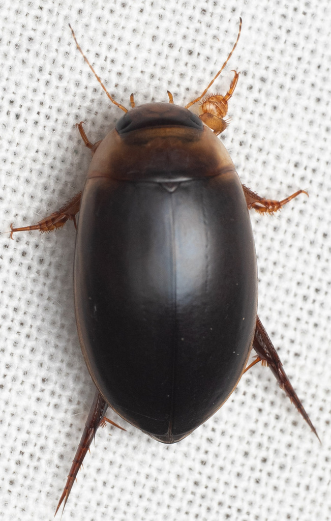 Hydaticus piceus