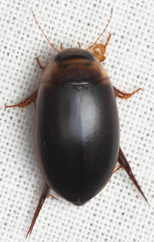 Hydaticus piceus