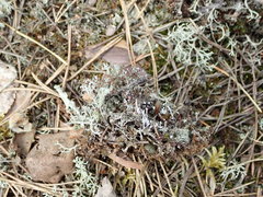 Cladonia phyllophora