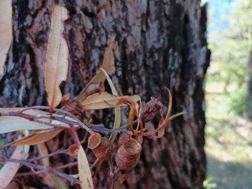 Corymbia gummifera, photograph 4