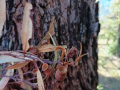 (c) Carl Ramirez, some rights reserved (CC BY) Corymbia gummifera, photograph (c) Carl Ramirez, some rights reserved (CC BY)