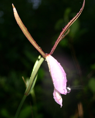 Cleistesiopsis