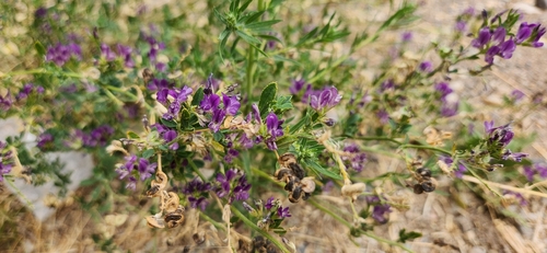 Alfalfa