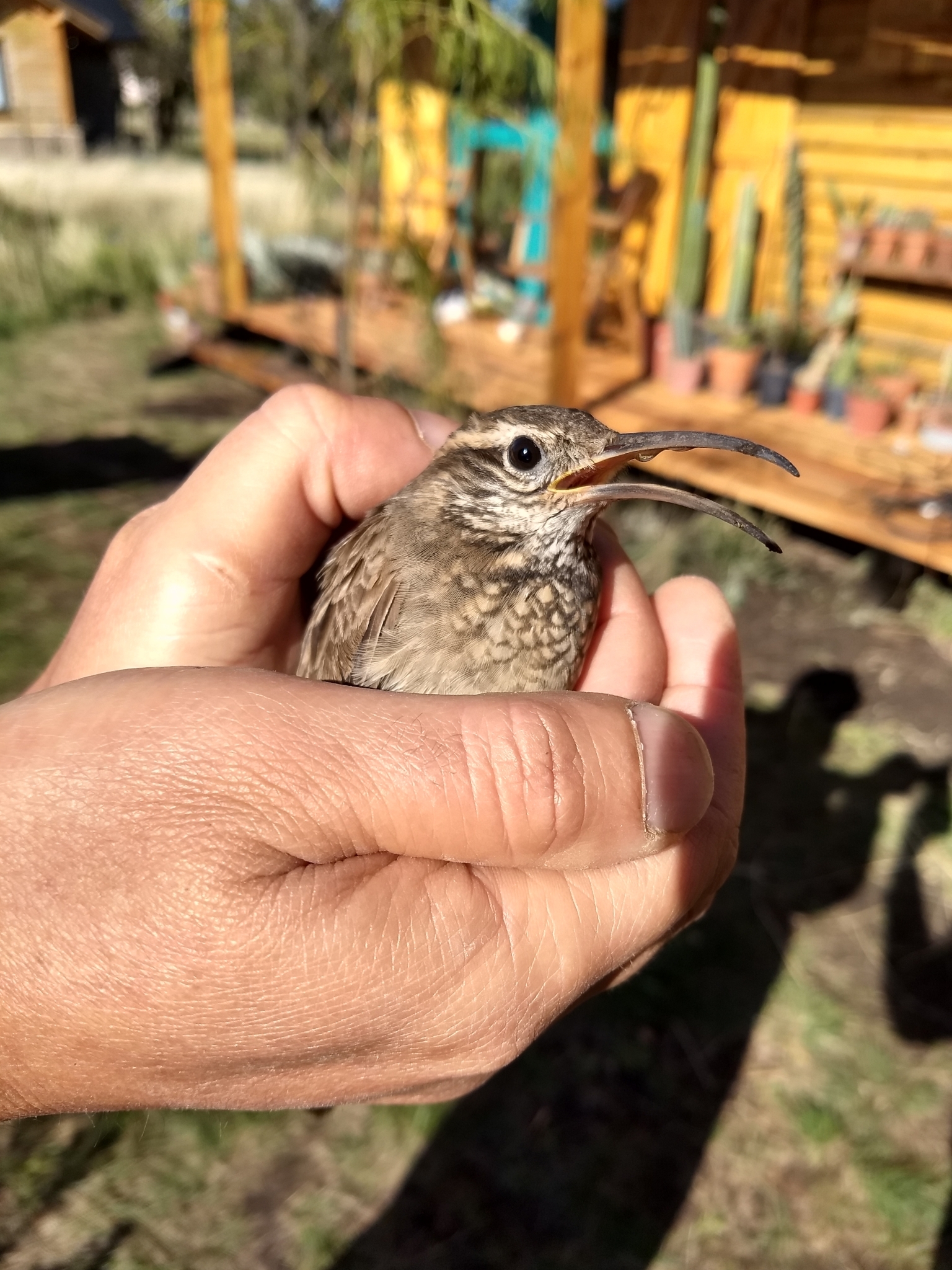 Scale-throated Earthcreeper illustration