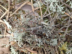 Cladonia phyllophora