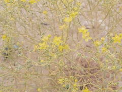 Haplophyllum tuberculatum