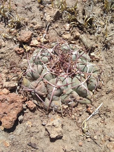 Thelocactus hexaedrophorus