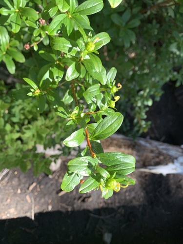 Elliottia pyroliflora, photograph 5
