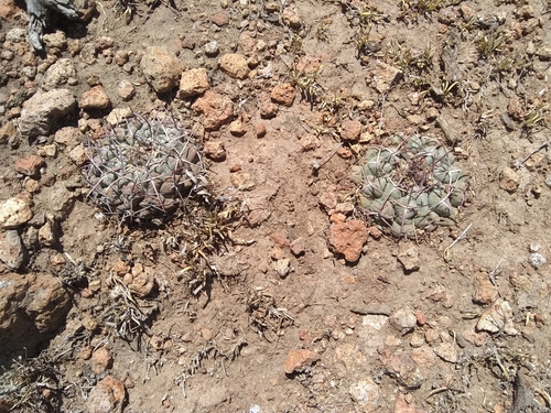 Thelocactus hexaedrophorus