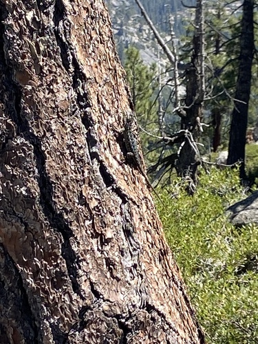 iNaturalist observation photo of Western Fence Lizard