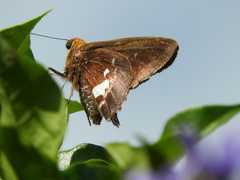 Epargyreus