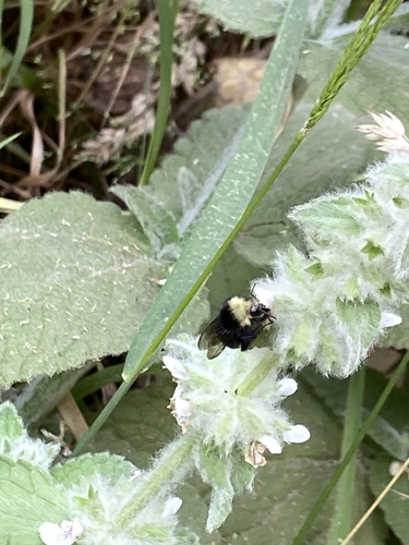 iNaturalist observation photo of Bumble Bees