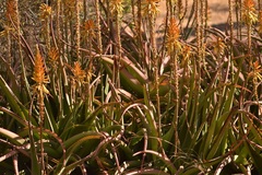 Aloe vanbalenii