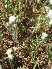 Micropus californicus