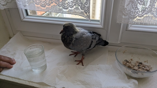 Pigeon biset