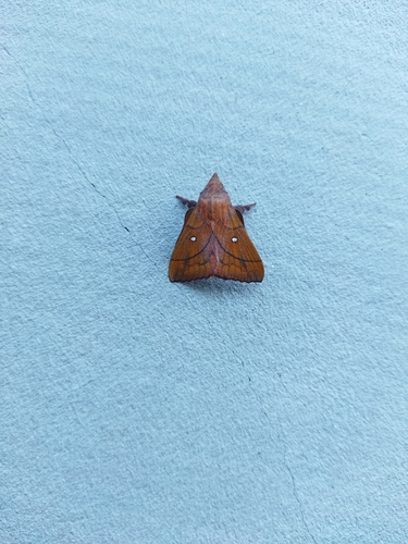 Plum Lappet