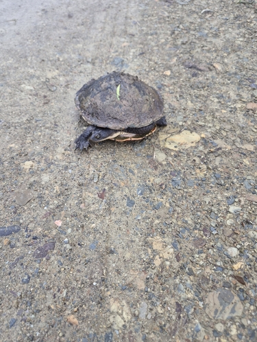 Eastern Snake-necked Turtle