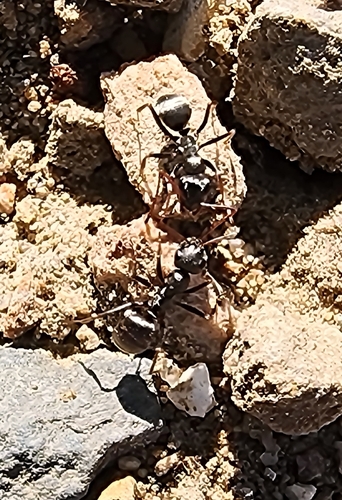 iNaturalist observation photo of Silvery Field Ant