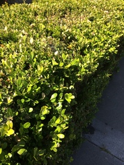 Buxus microphylla