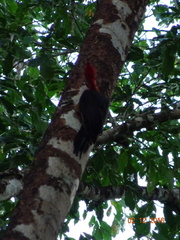 Campephilus rubricollis