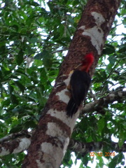 Campephilus rubricollis