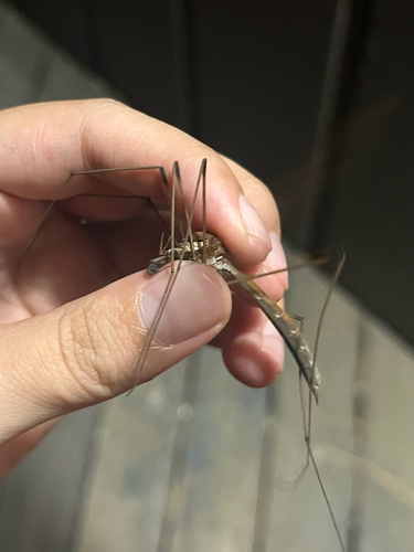iNaturalist observation photo of Giant Western Crane Fly