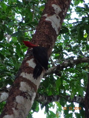 Campephilus rubricollis