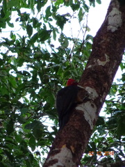 Campephilus rubricollis