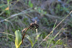 Cypripedium calceolus, photograph author not stated, no rights reserved